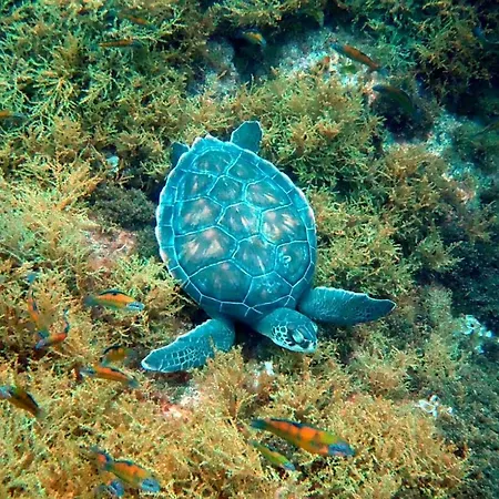 Sea Roots Garden Zone Mosteiros (Azores)