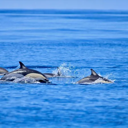 Sea Roots Garden Zone *