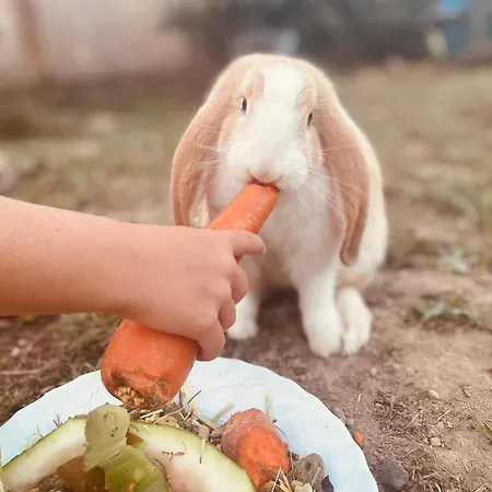 Sea Roots Garden Zone Mosteiros (Azores)